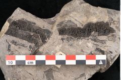 Foto (Detailansicht) von Cassia pseudophaseolites Ettingshausen (NHMW-GEO-2024-0188-10160)